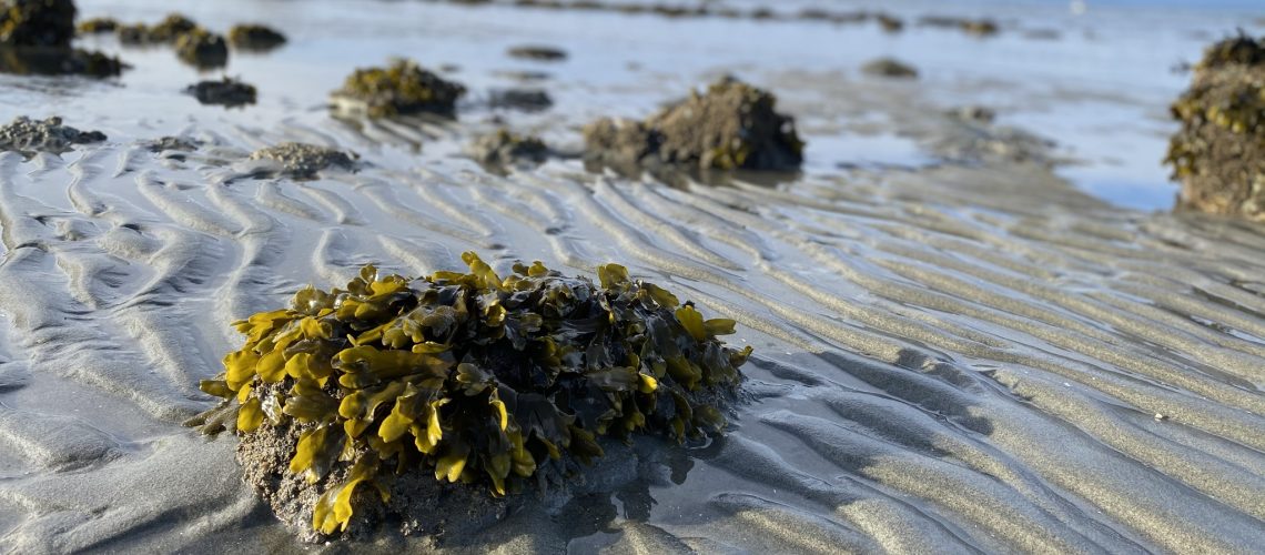 Seaweed at Eaglecrest